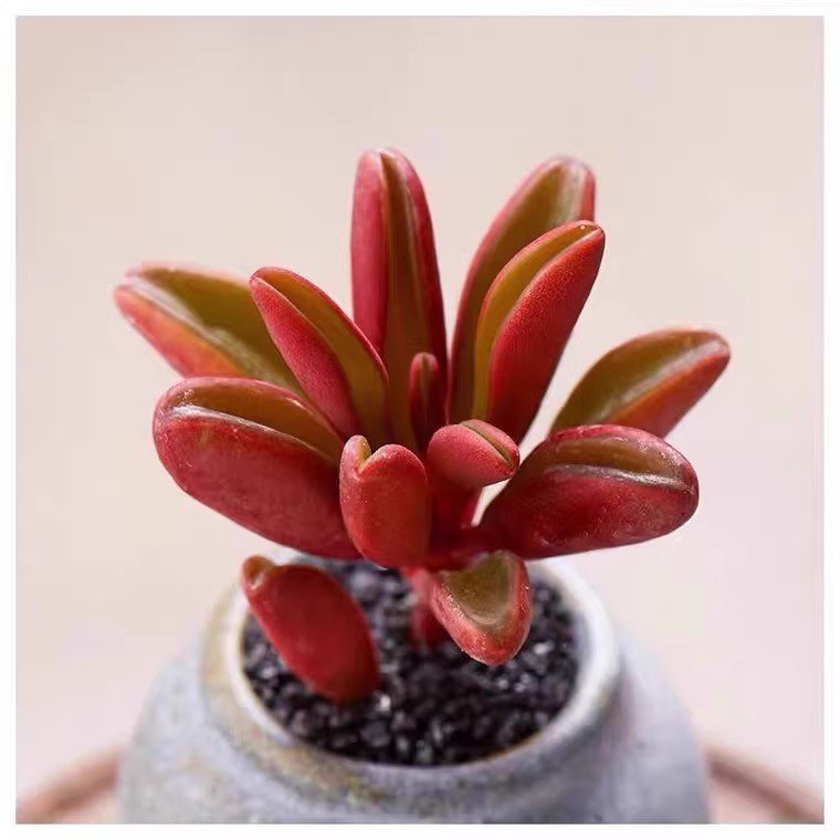 Peperomia Care Tips
