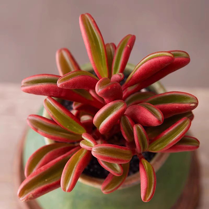 Peperomia claveolens Overview