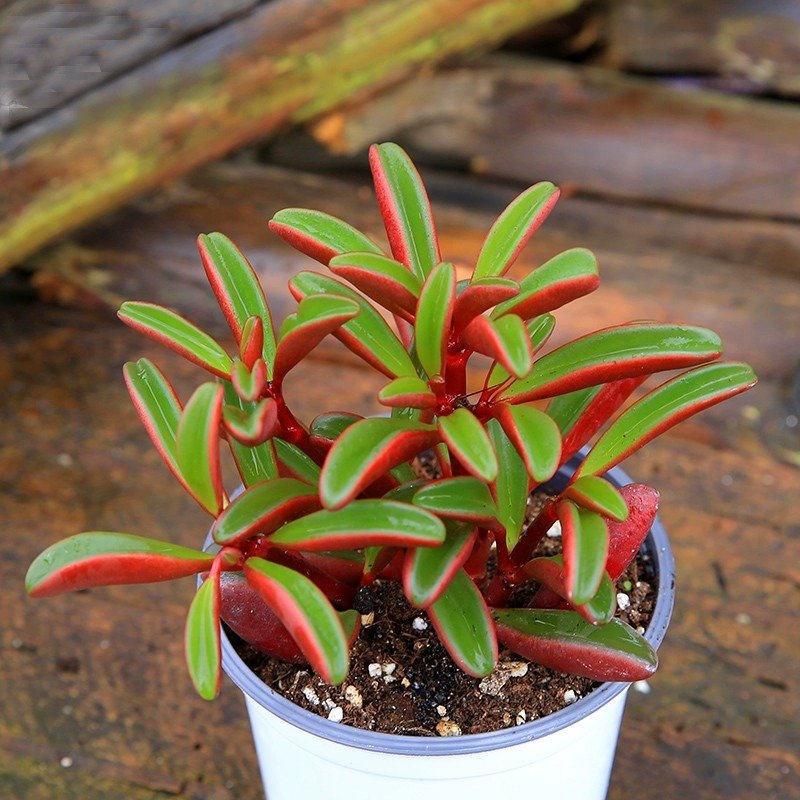 Soil and Potting