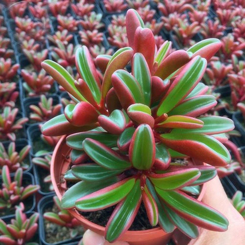 Light for Peperomia claveolens