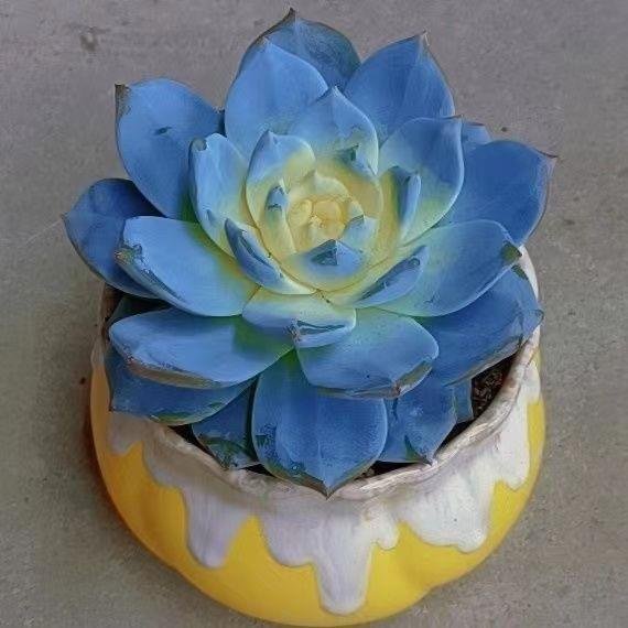 Echeveria Blue Bird Variegated