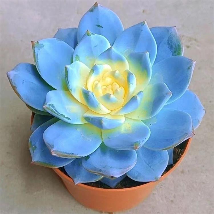 Special Appeal of Echeveria