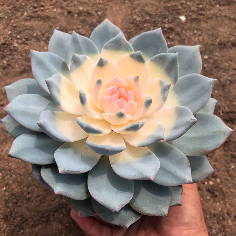 Propagation