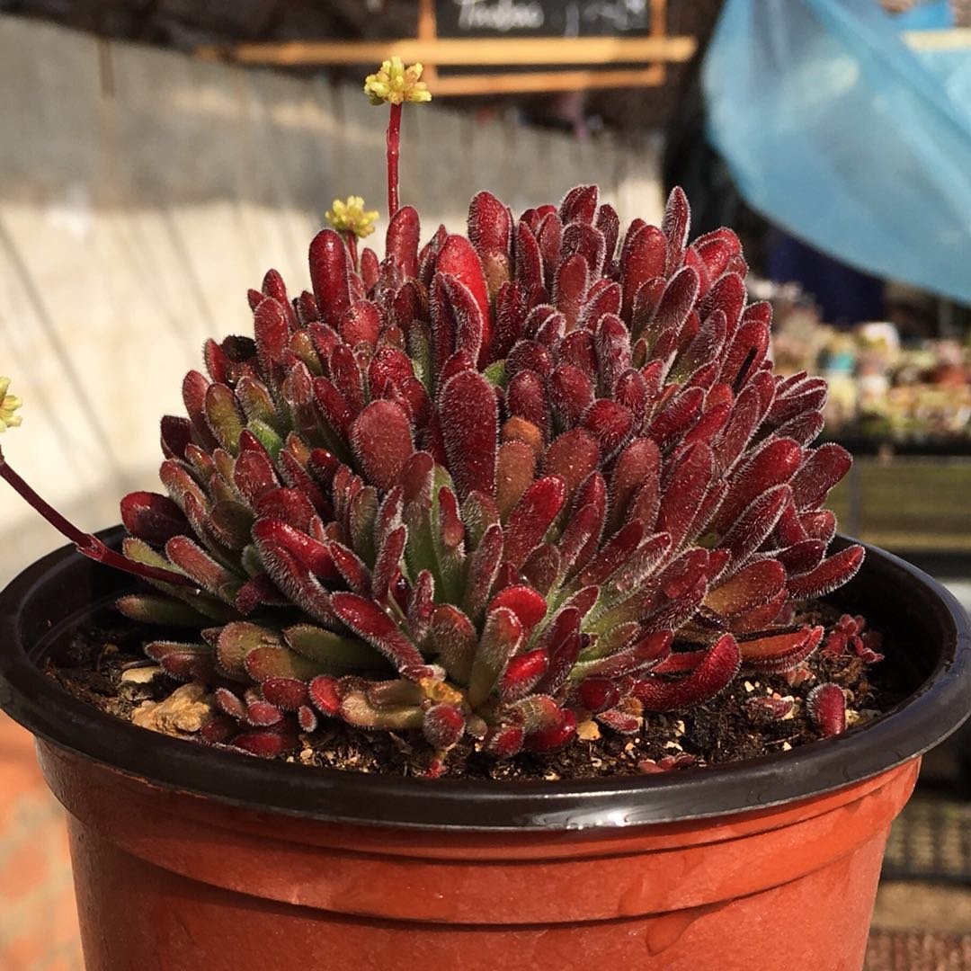 Light for Crassula