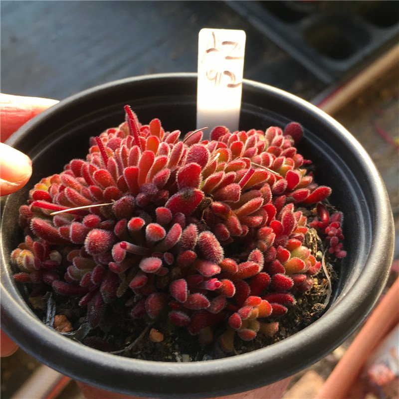 Soil and Potting for Crassula pubescens ssp. pubescens