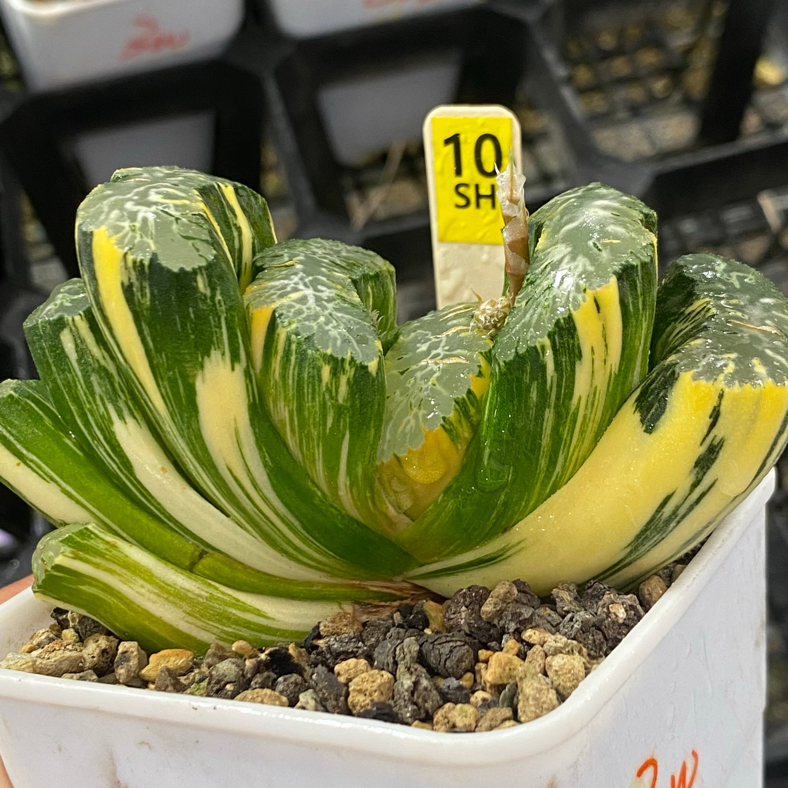 Haworthia Truncata variegata made easy with top online stores