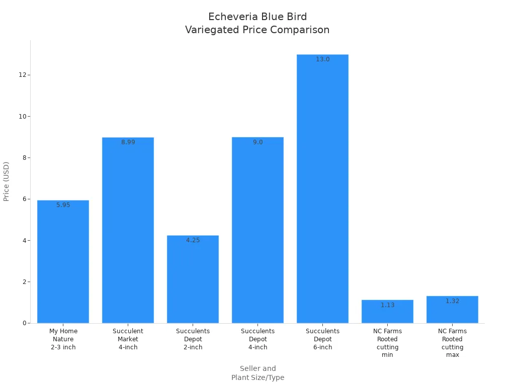 Bar chart comparing prices of echeveria blue bird variegated plants by seller and pot size