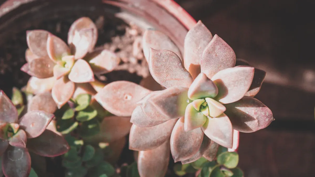 Graptopetalum Purple Delight Basics