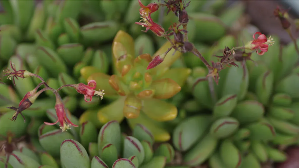 cotyledon pendens