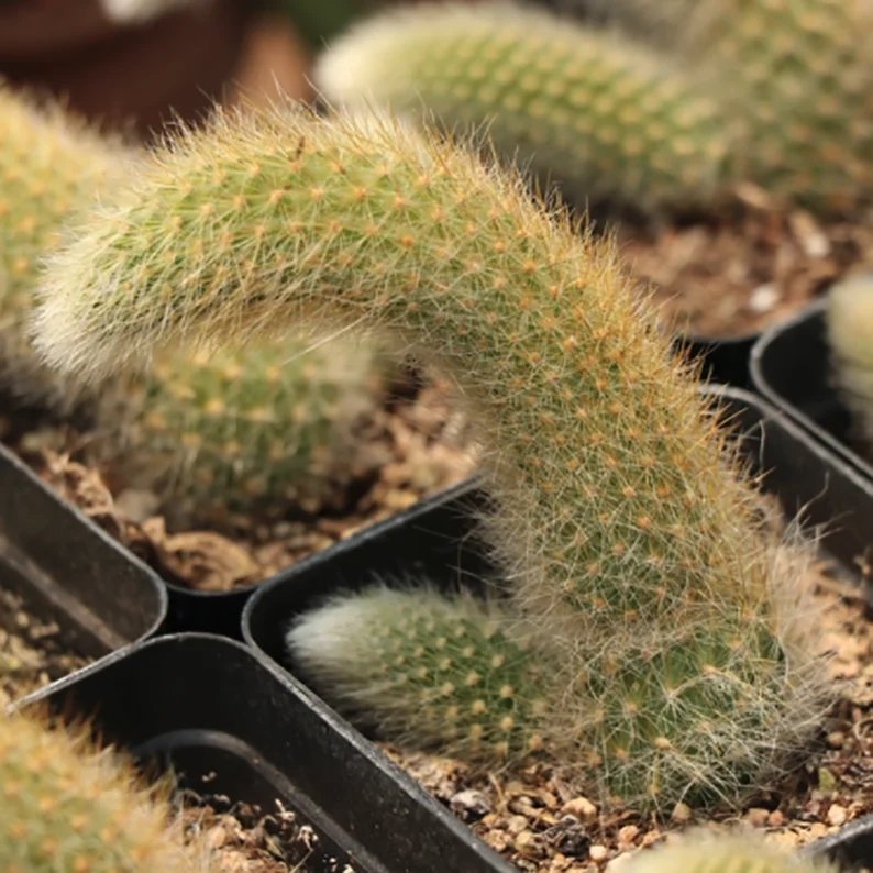 monkey tail cactus
