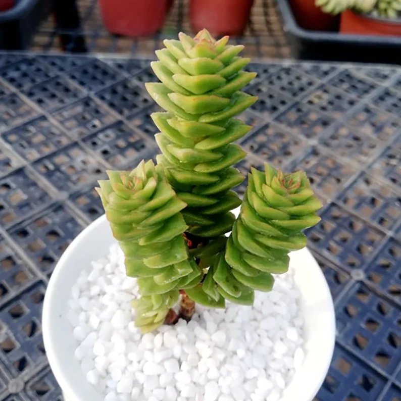 green pagoda