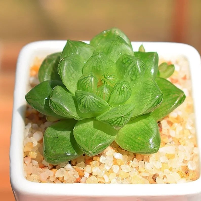 haworthia cooperi