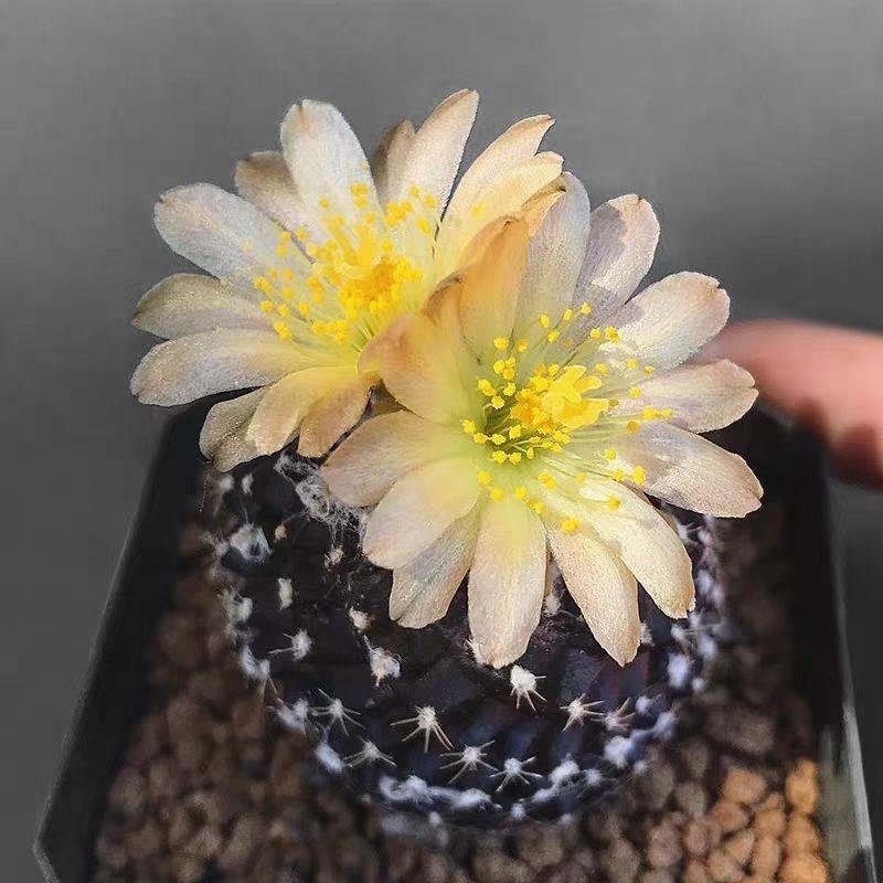 copiapoa tenuissima