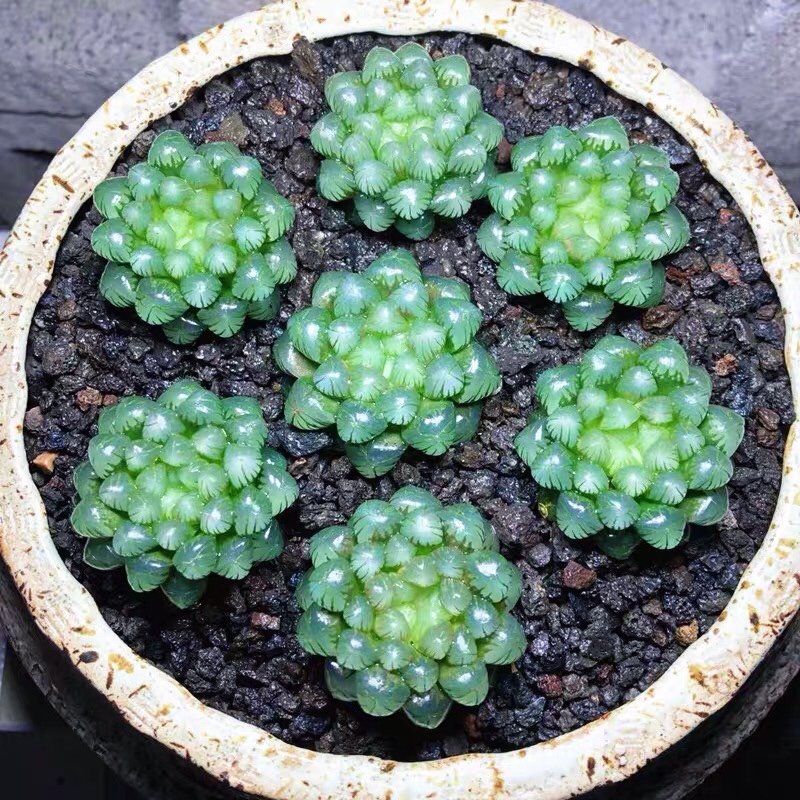 haworthia cooperi