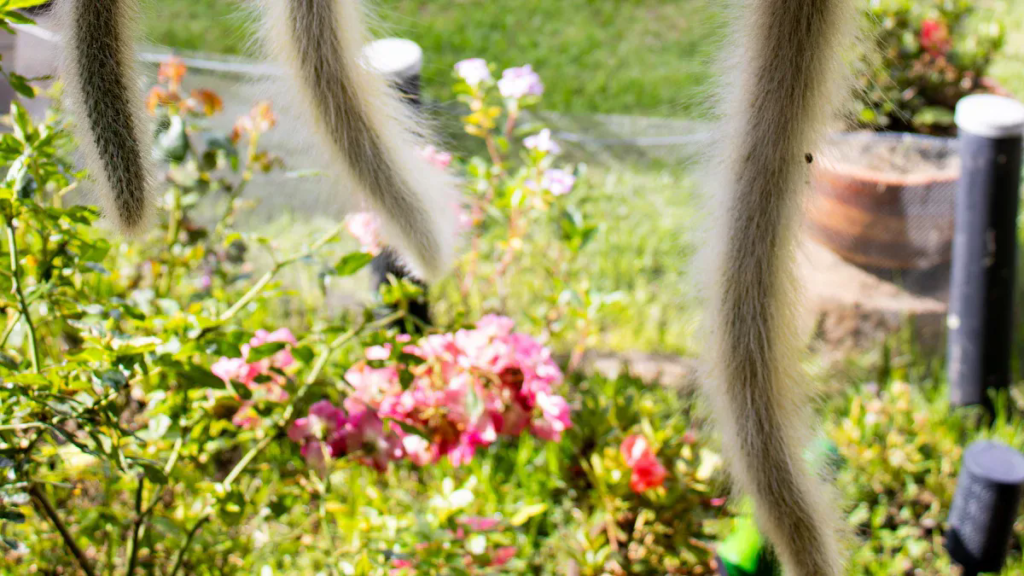 monkey tail cactus