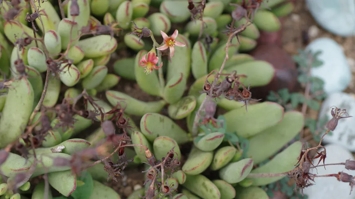 How to get cotyledon pendens to bloom