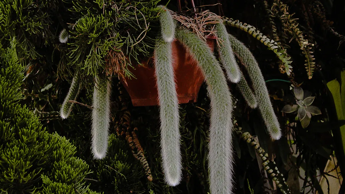 How to Propagate Monkey Tail Cactus